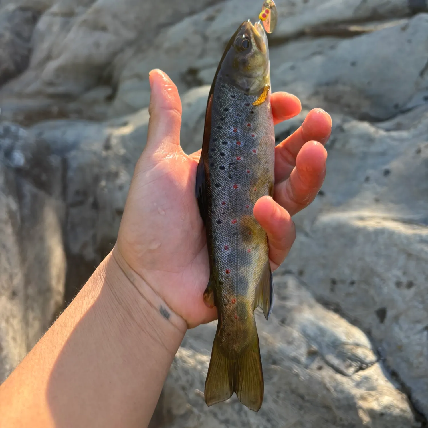 recently logged catches