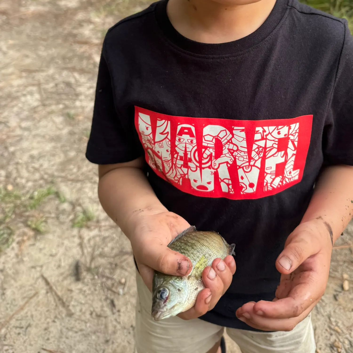 Bluegill caught on Fishbrain