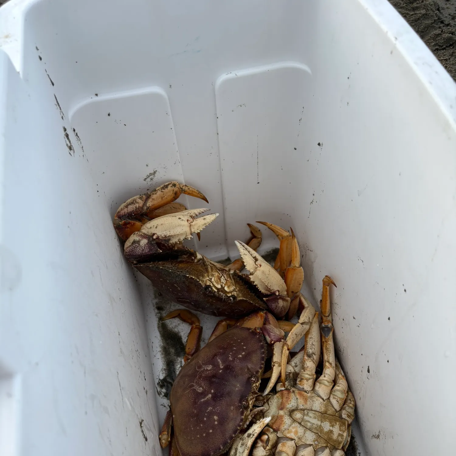 The most recent Dungeness crab catches on Fishbrain