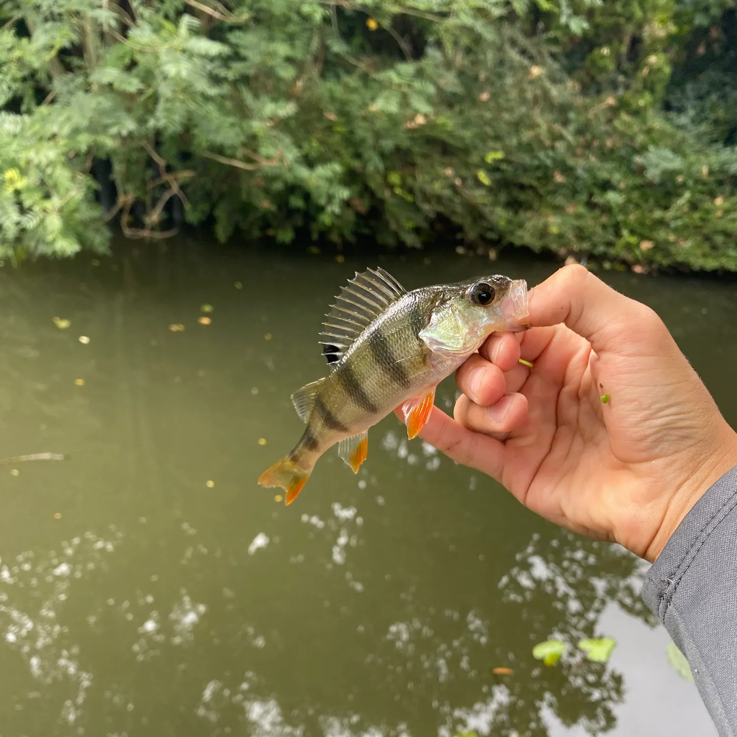 Fish caught on Fishbrain