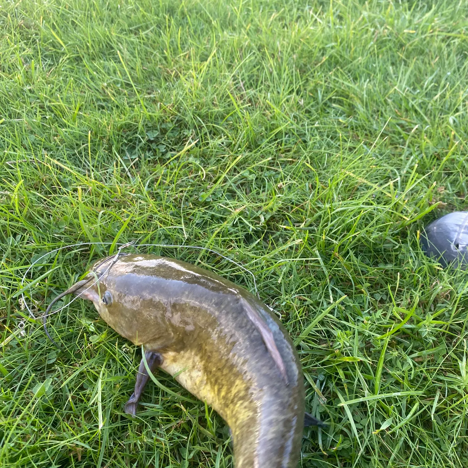 Brown bullhead caught on Fishbrain
