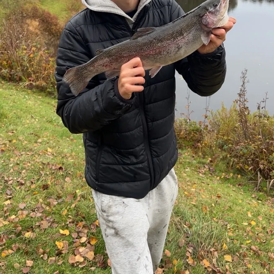 The most recent Rainbow trout catches on Fishbrain