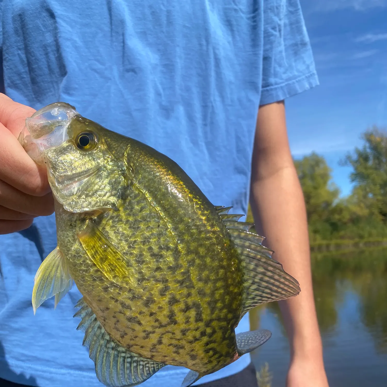 Black crappie caught on Fishbrain
