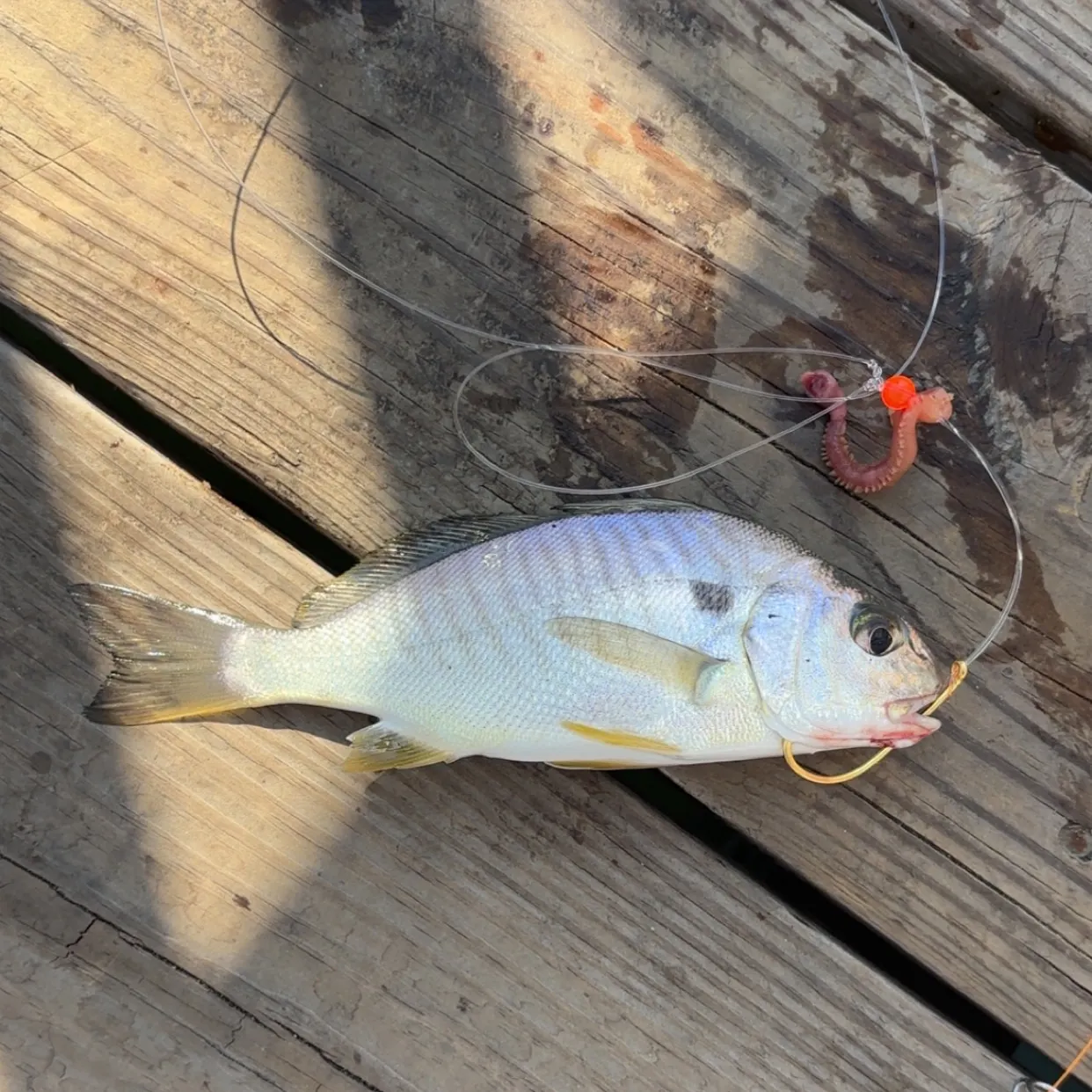 Spot croaker caught on Fishbrain