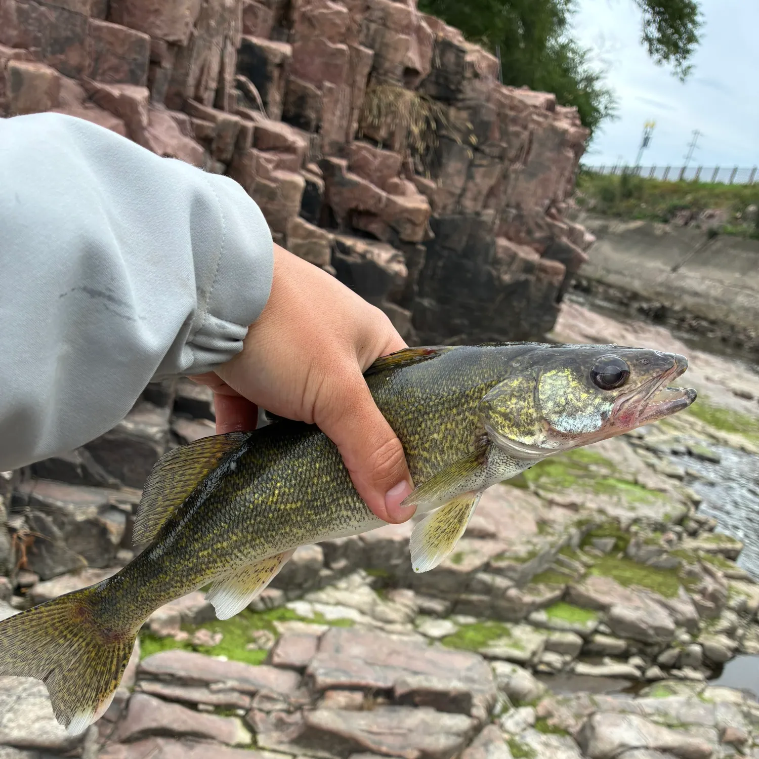 Walleye caught on Fishbrain