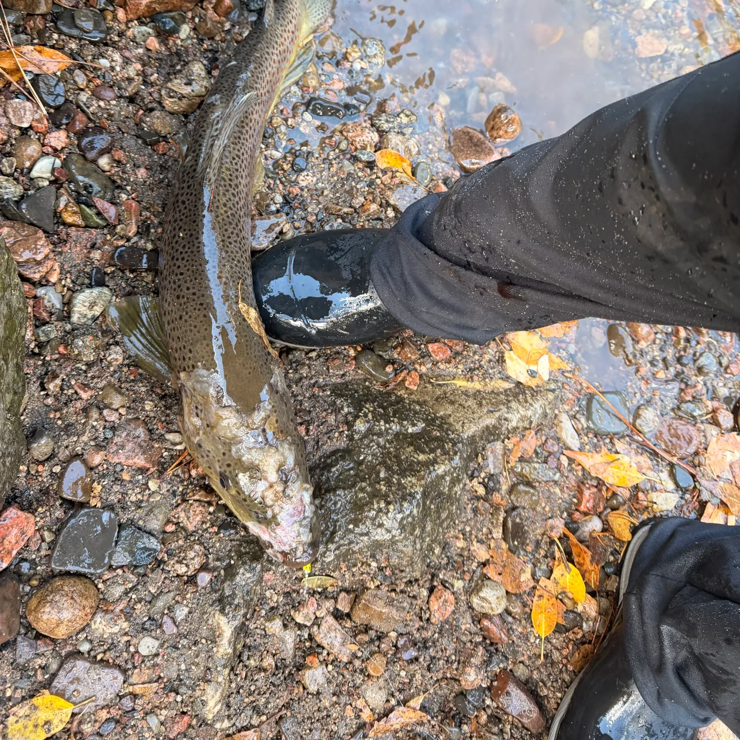 Brown trout caught on Fishbrain
