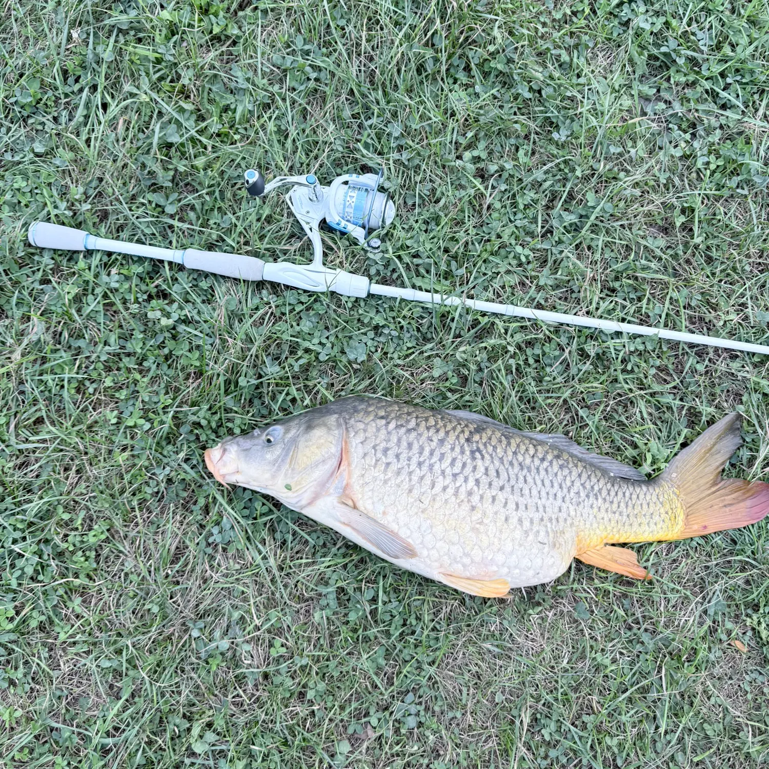 Common carp caught on Fishbrain