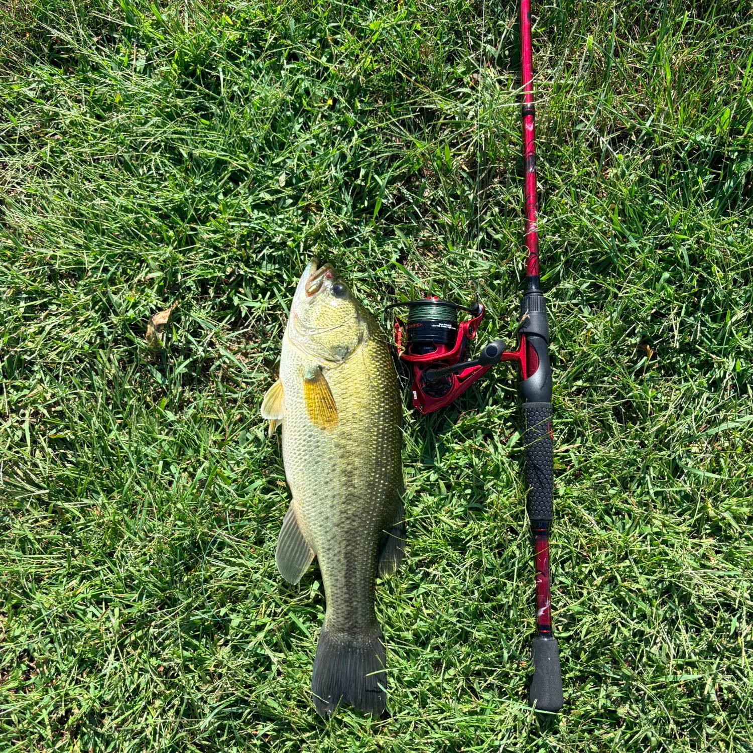 Largemouth bass caught on Fishbrain