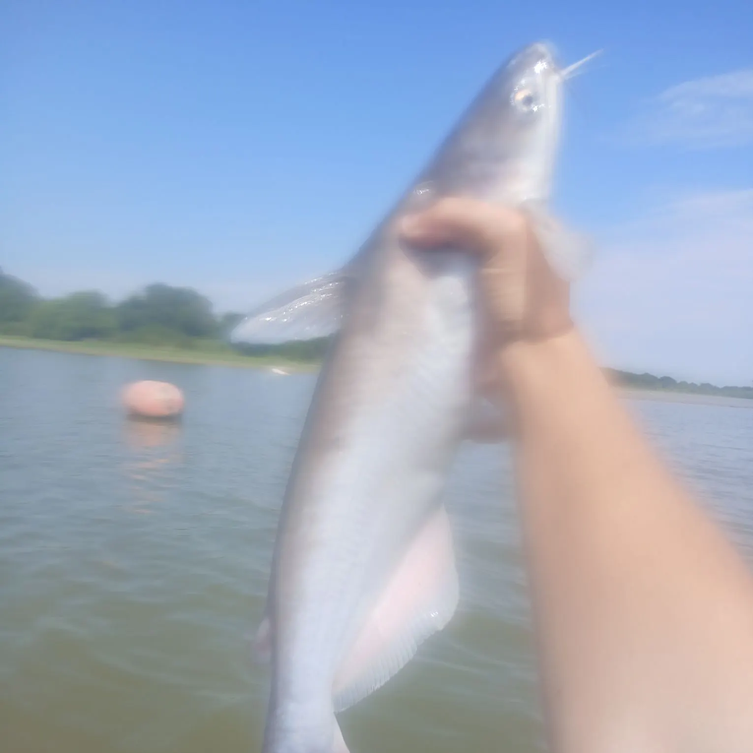 The most recent Blue catfish catches on Fishbrain