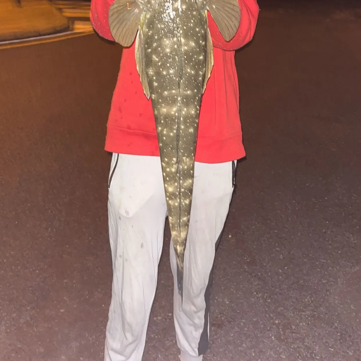 The most recent Dusky flathead catches on Fishbrain