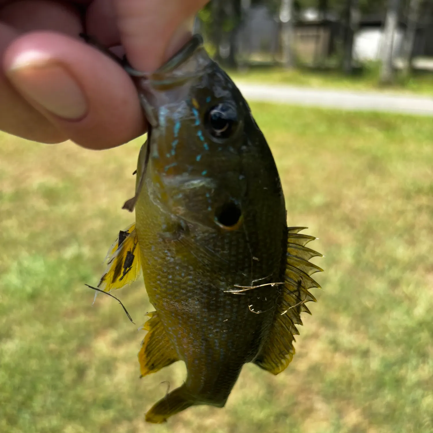 Green sunfish caught on Fishbrain