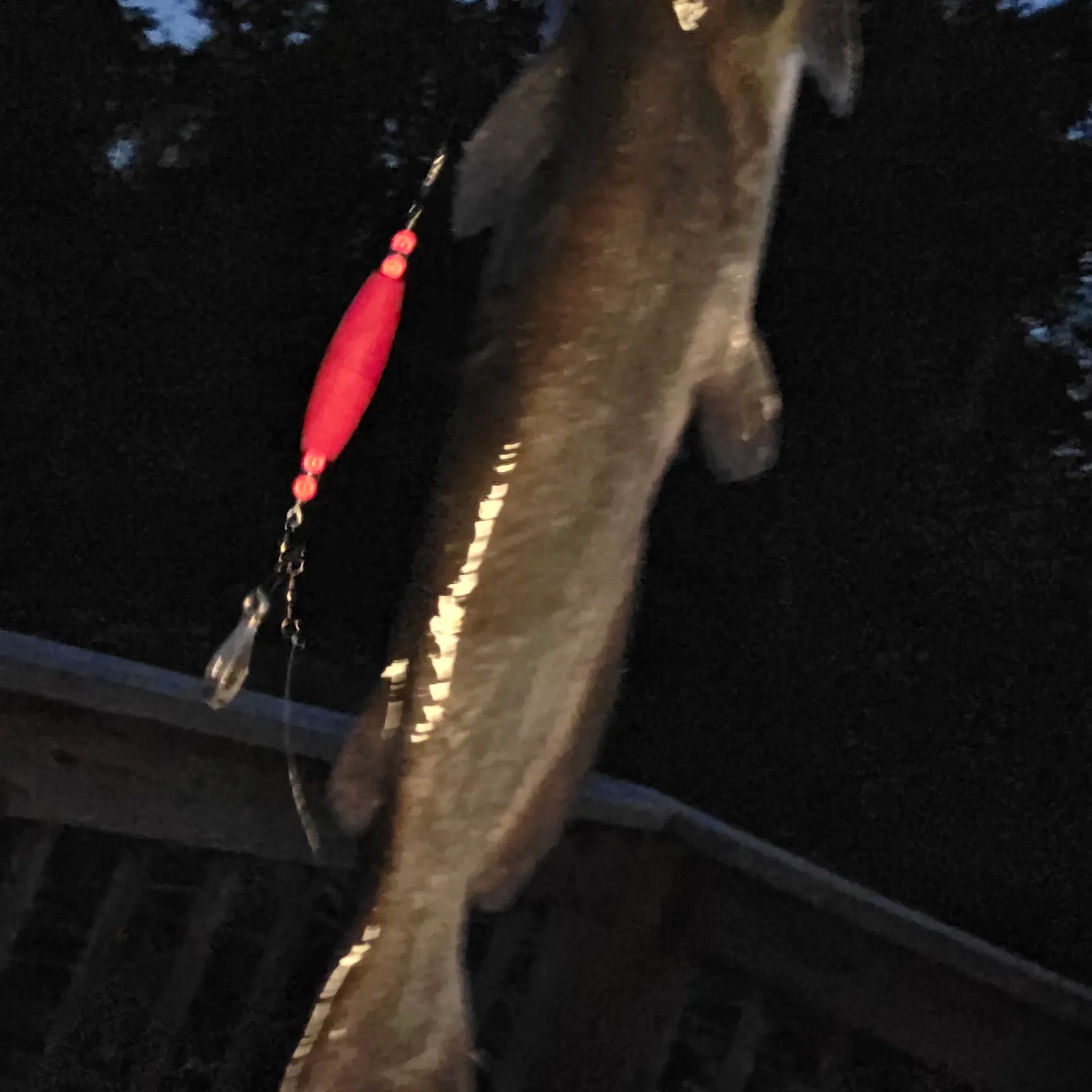 Fish caught on Fishbrain