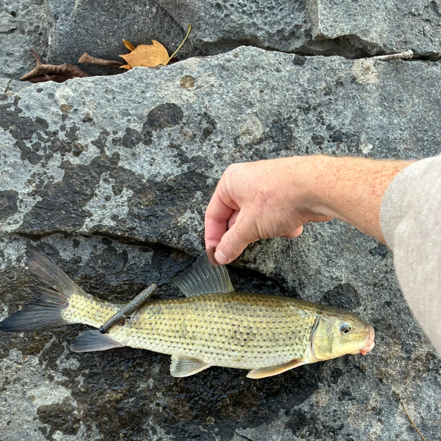 The most recent Spotted sucker catches on Fishbrain