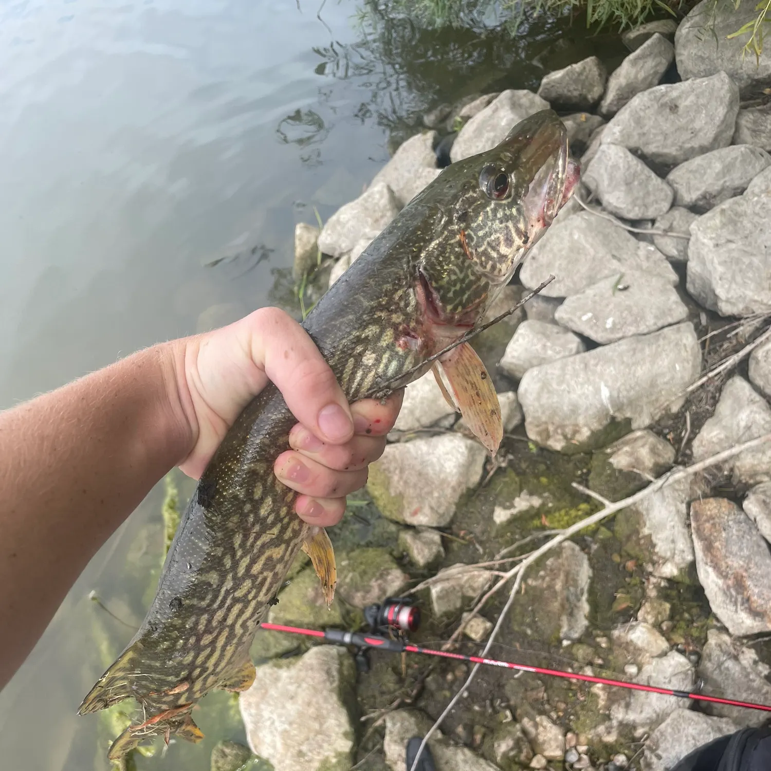 Northern pike caught on Fishbrain
