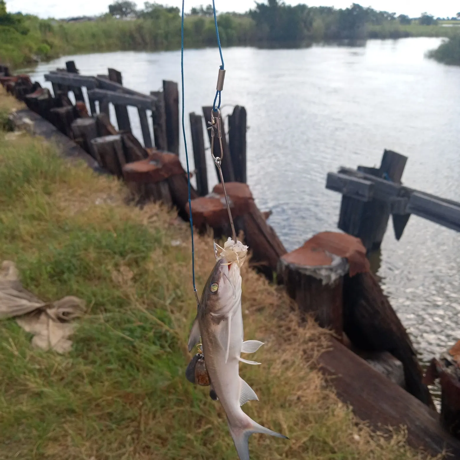 Hardhead sea catfish caught on Fishbrain