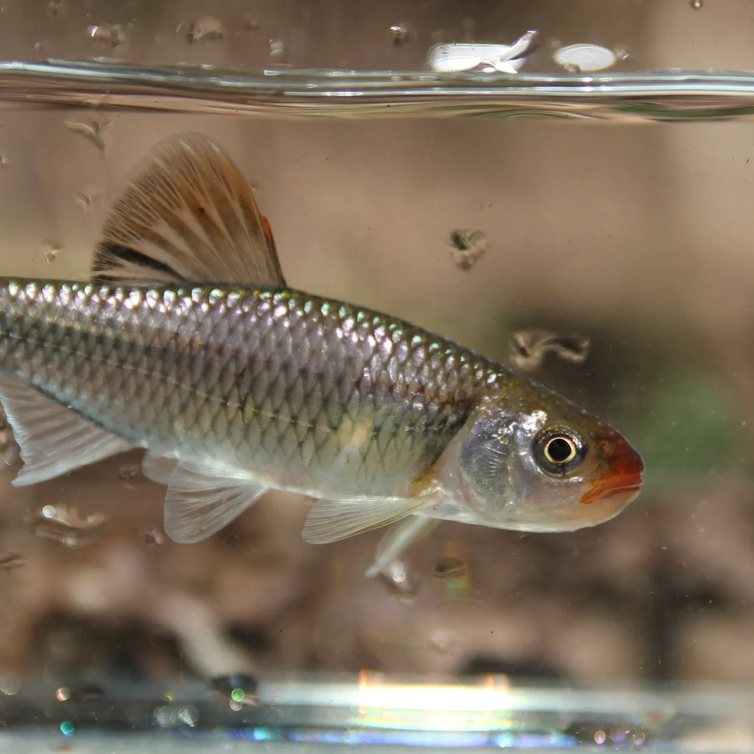 The most recent Fieryblack shiner catches on Fishbrain