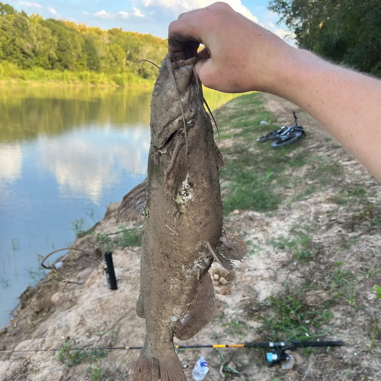 Channel catfish caught on Fishbrain
