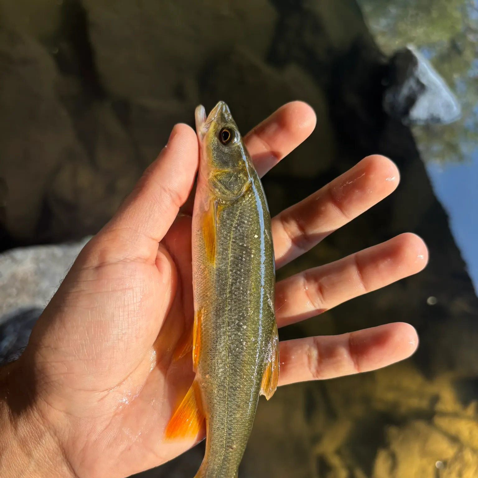 Northern pikeminnow caught on Fishbrain