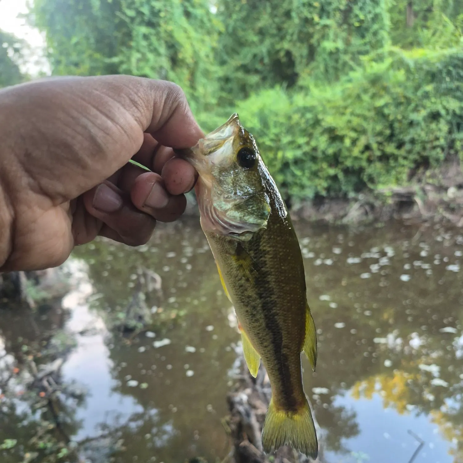 Largemouth bass caught on Fishbrain