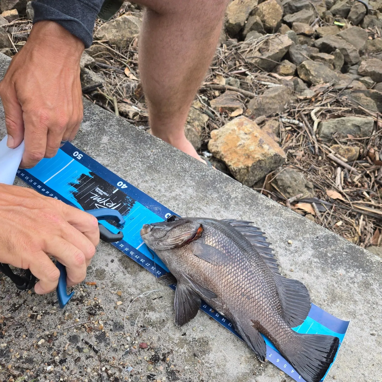 The most recent Harry hotlips catches on Fishbrain