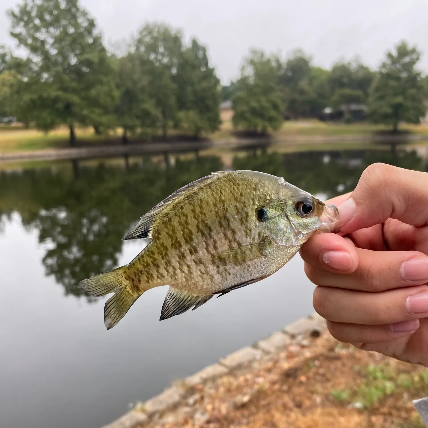 Bluegill caught on Fishbrain