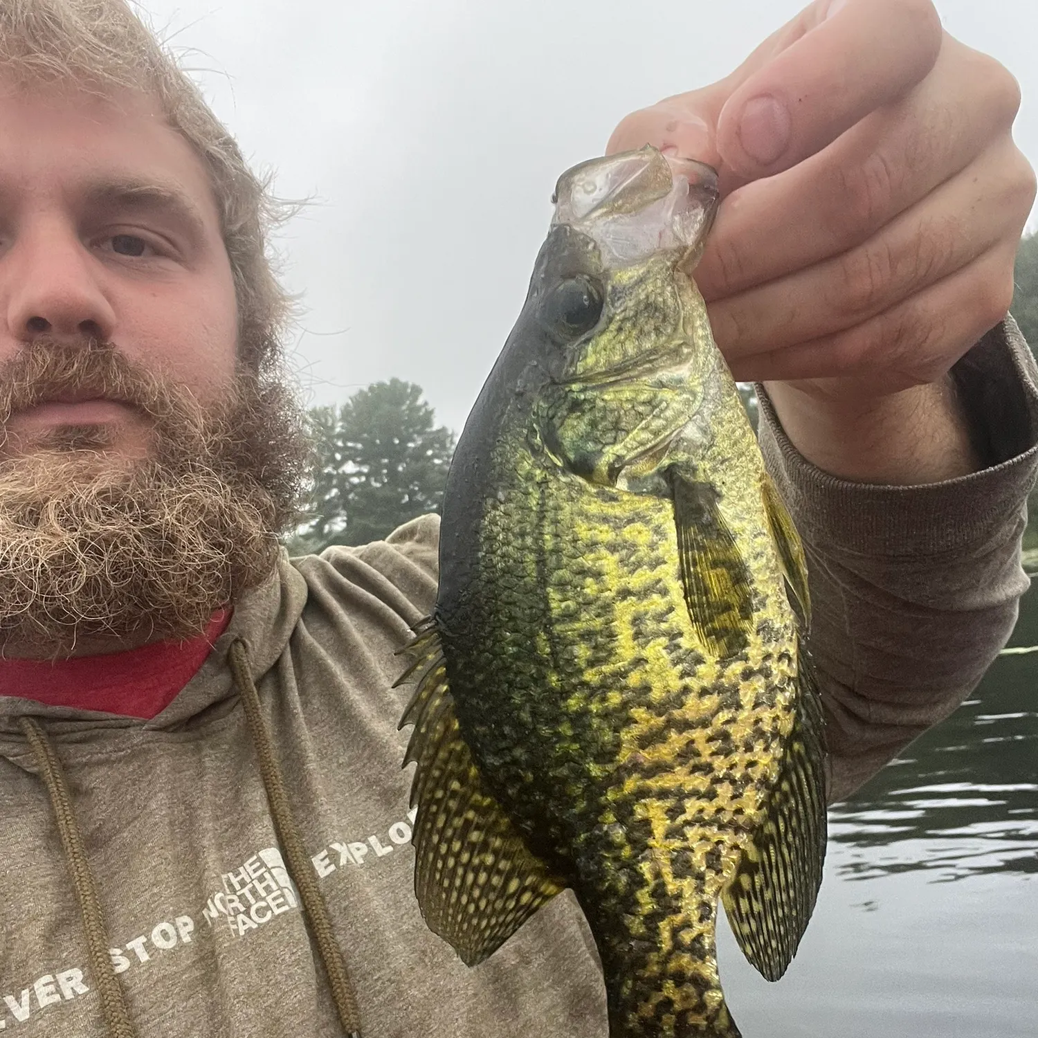 Black crappie caught on Fishbrain