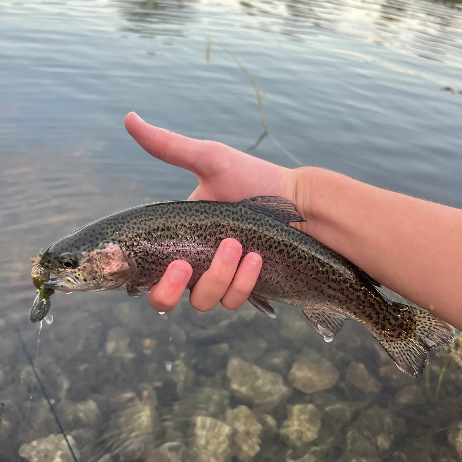 Rainbow trout caught on Fishbrain