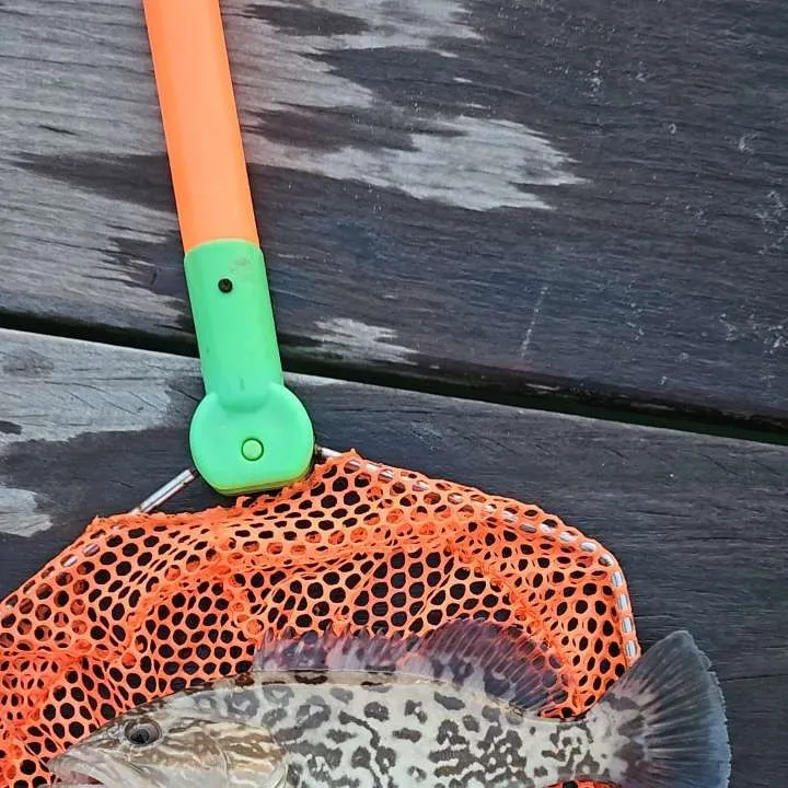 The most recent Black grouper catches on Fishbrain