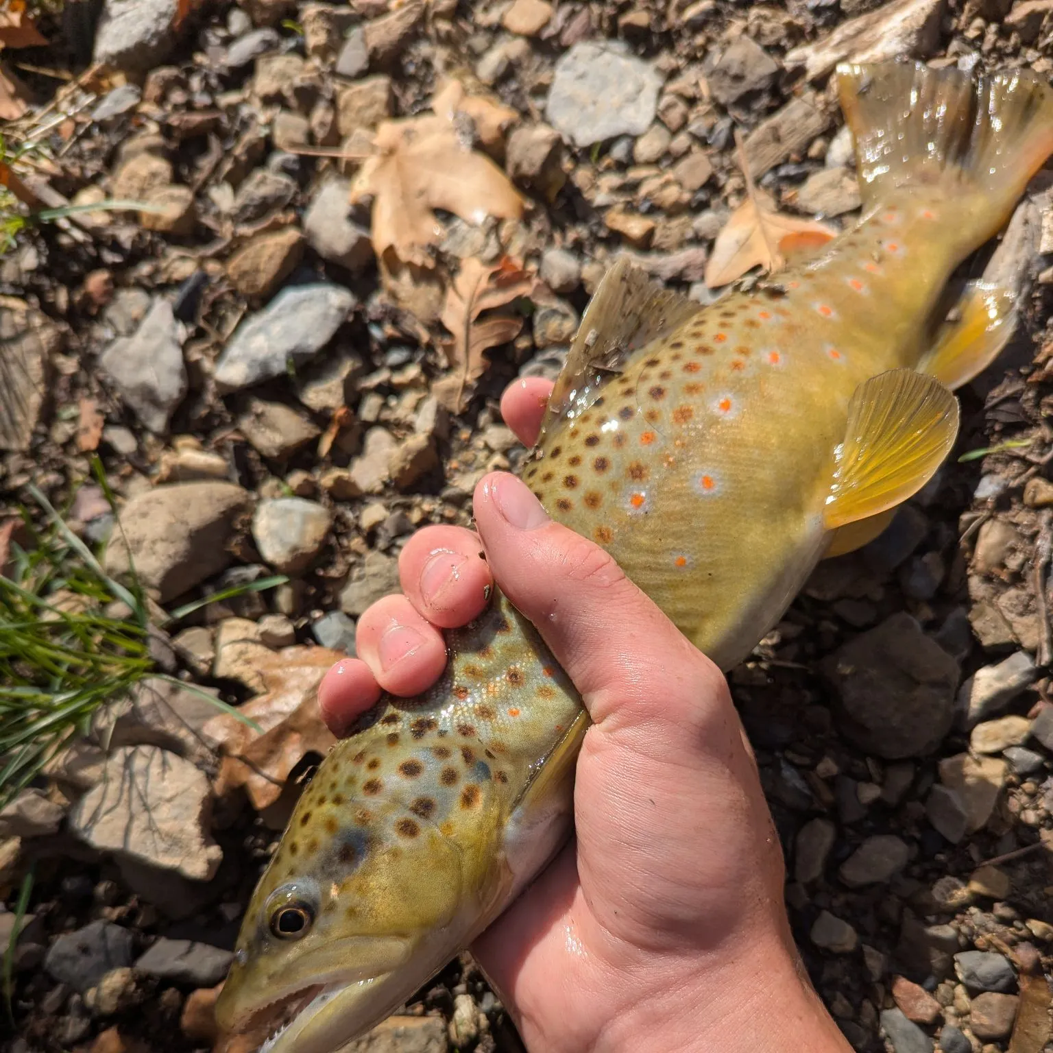 Brook trout caught on Fishbrain