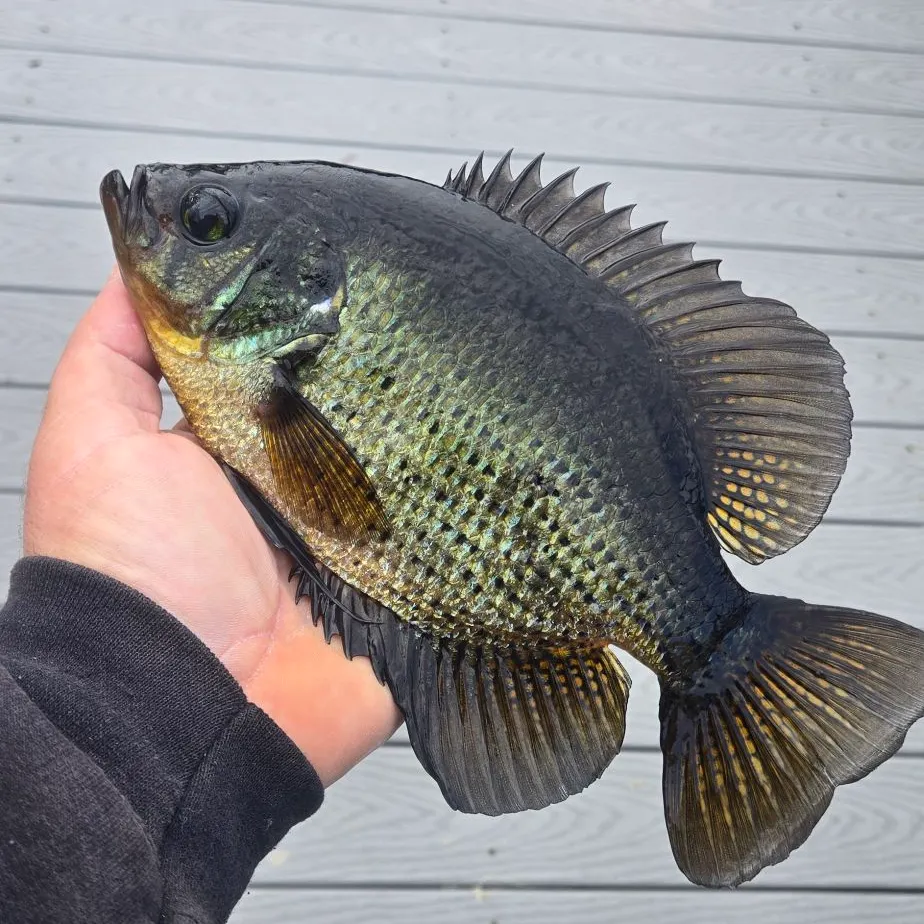 The most recent Flier catches on Fishbrain