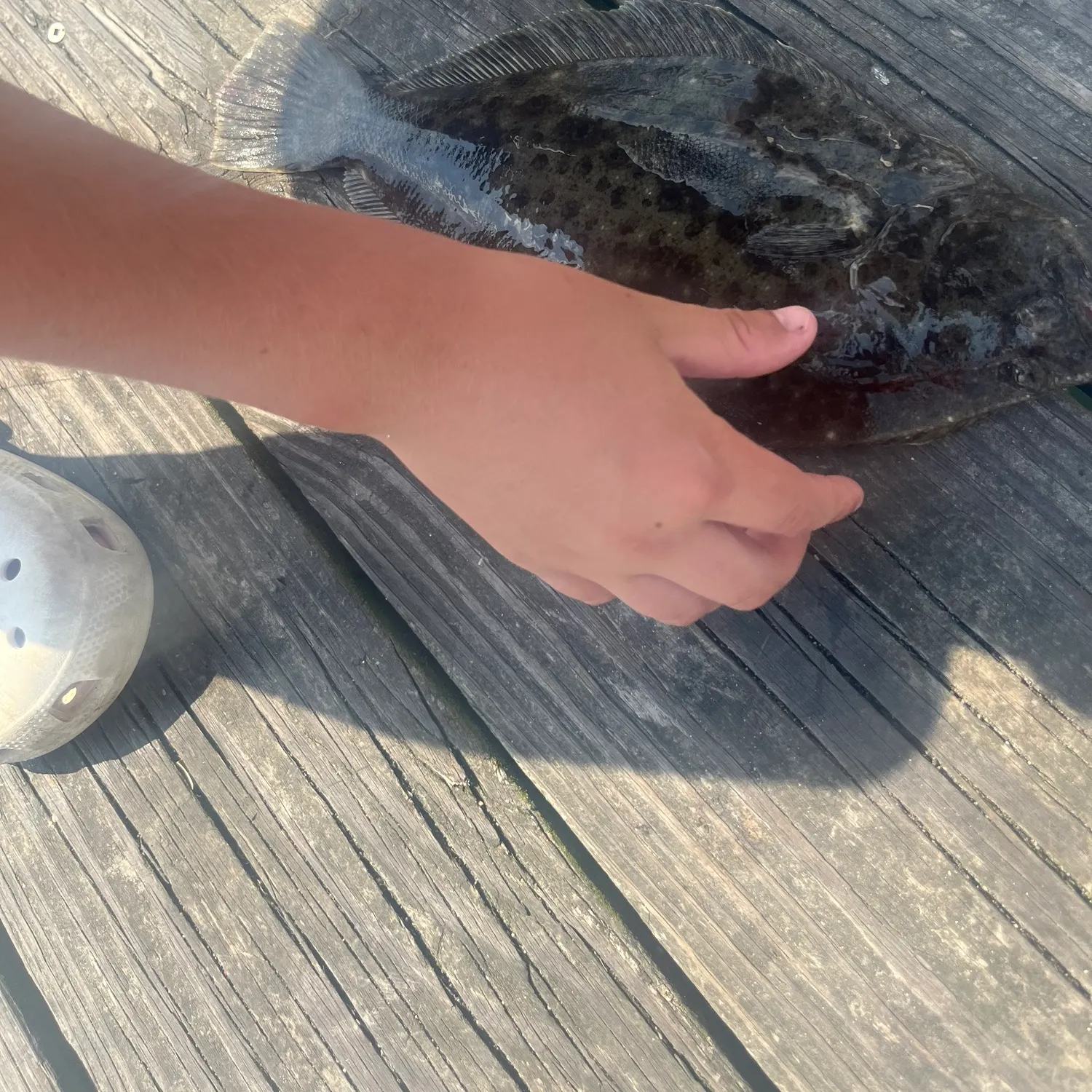 The most recent Atlantic tripletail catches on Fishbrain