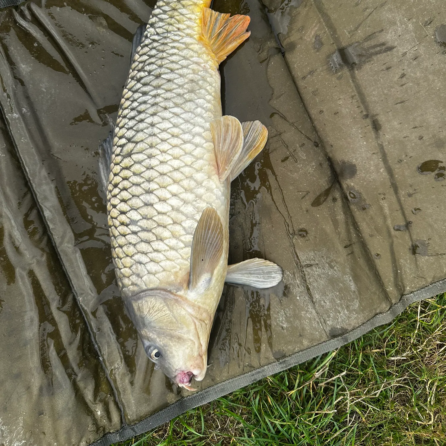 Common carp caught on Fishbrain