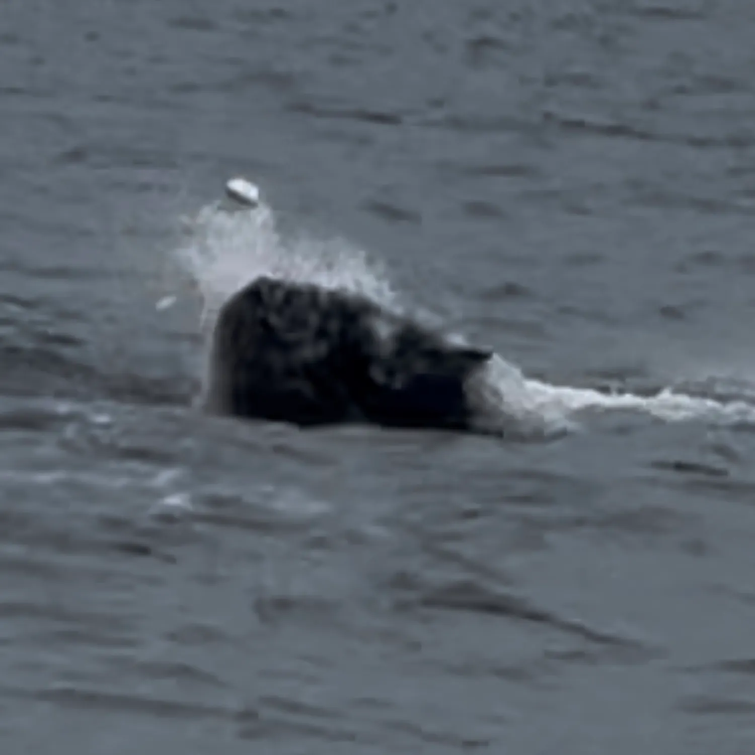 Atlantic bluefin tuna caught on Fishbrain