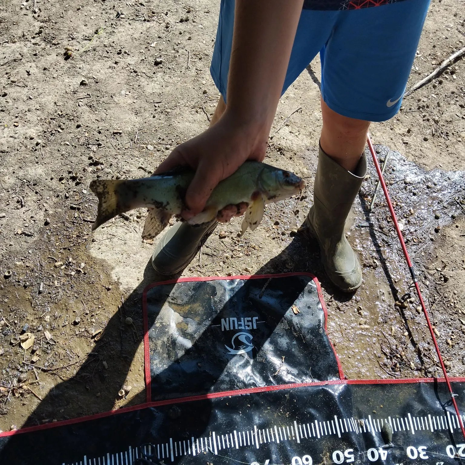 Tench caught on Fishbrain
