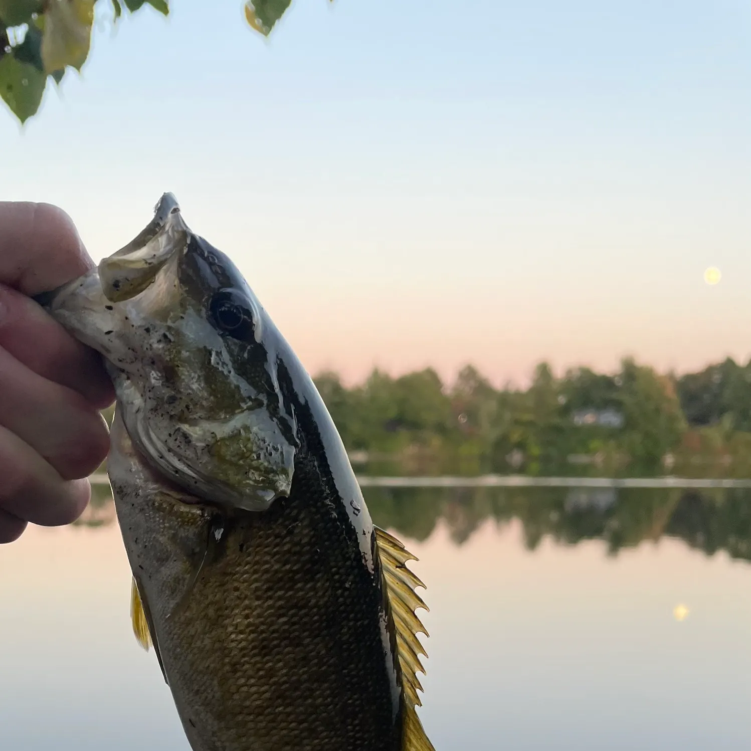 Smallmouth bass caught on Fishbrain