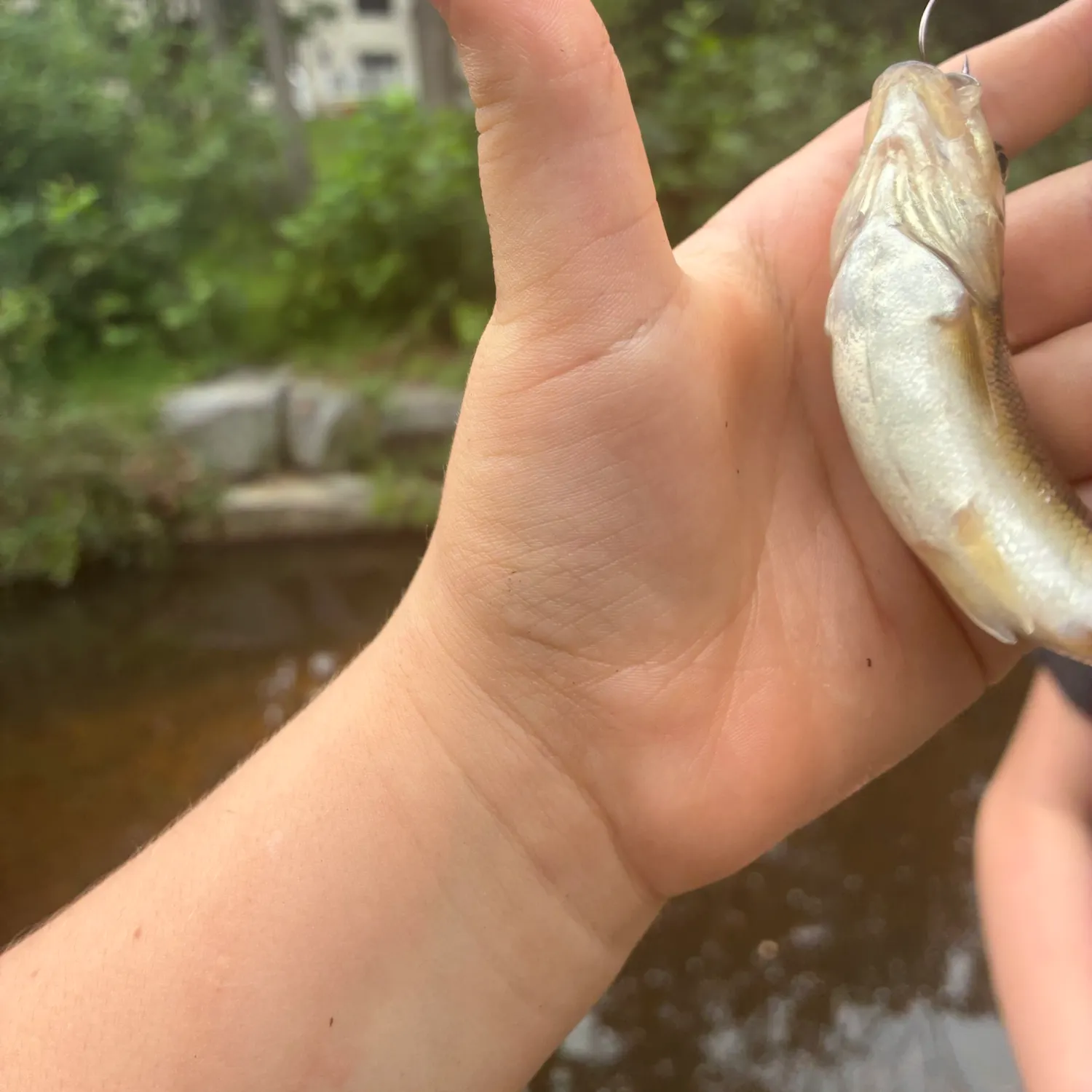 Fish caught on Fishbrain