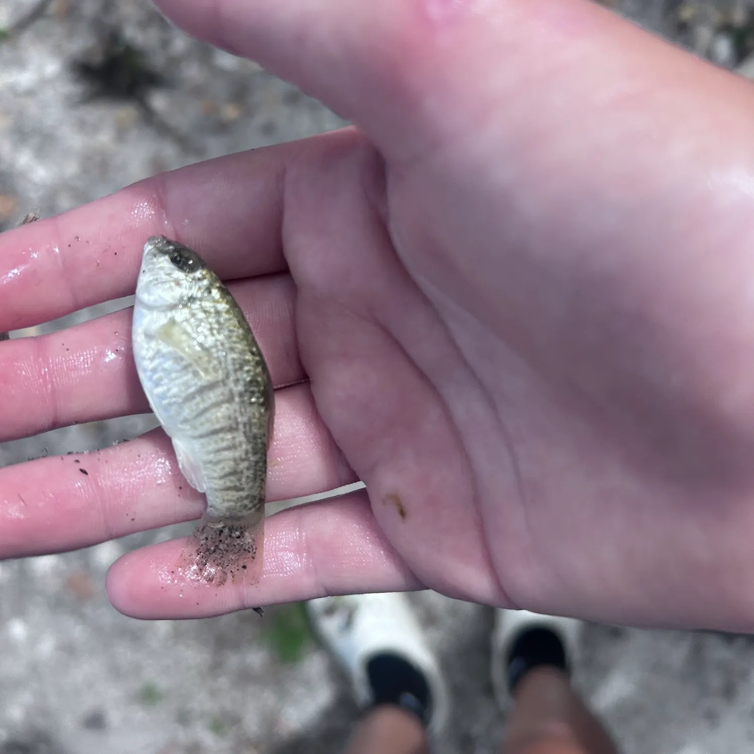 The most recent Sheepshead minnow catches on Fishbrain