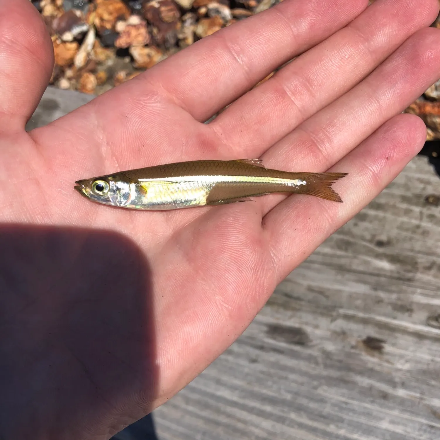 The most recent Atlantic silverside catches on Fishbrain