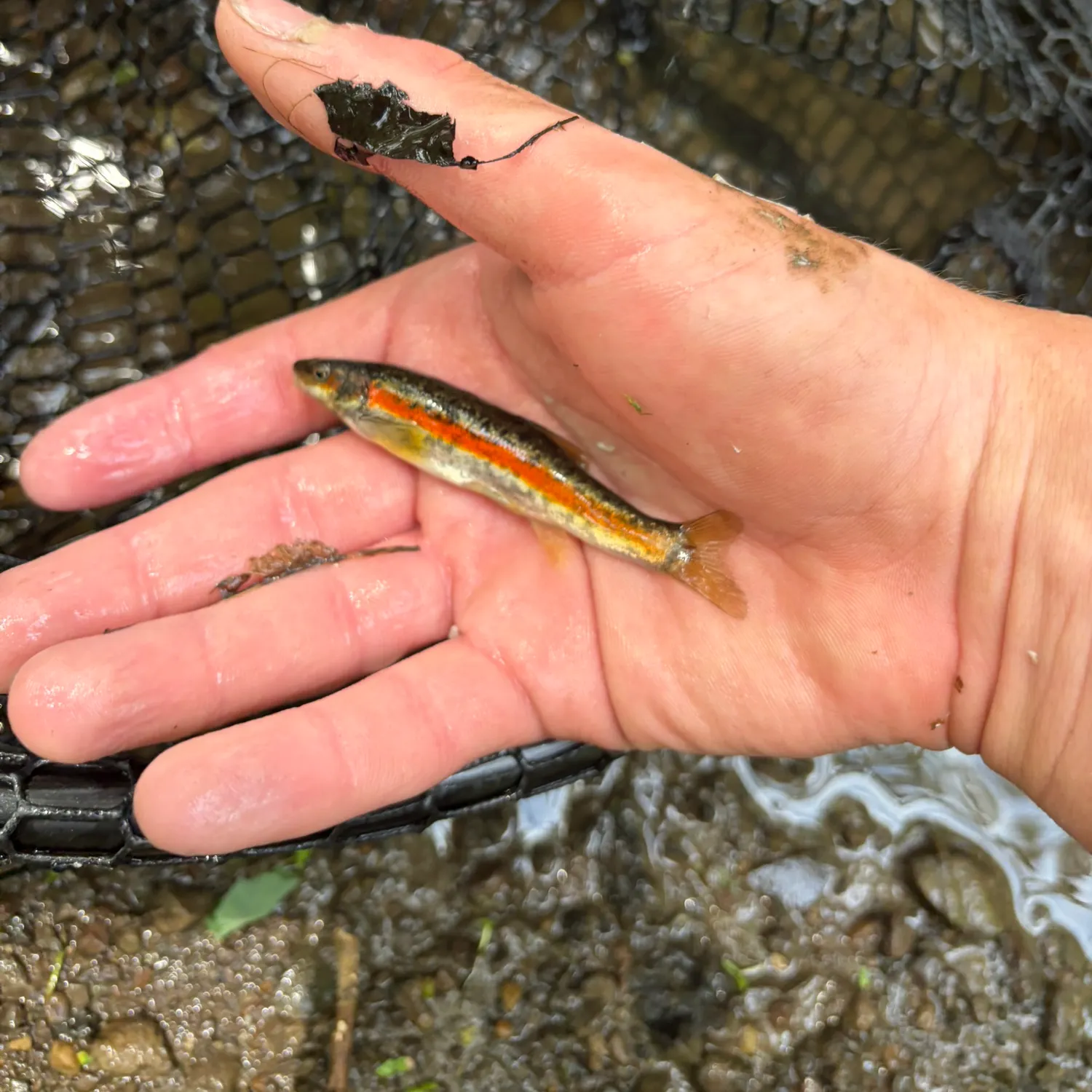 The most recent Northern redbelly dace catches on Fishbrain