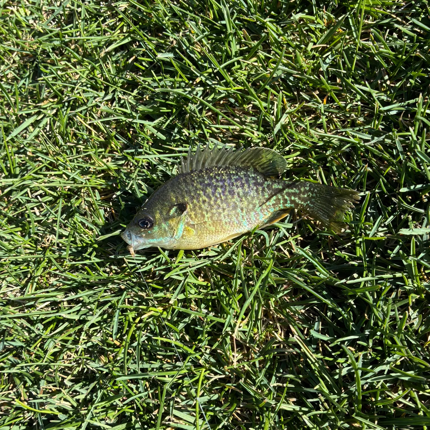 Greengill hybrid caught on Fishbrain