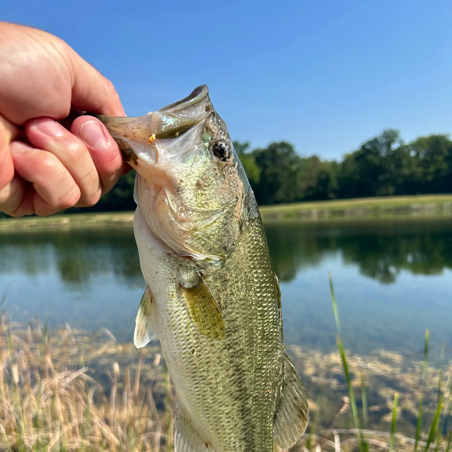 angler catch