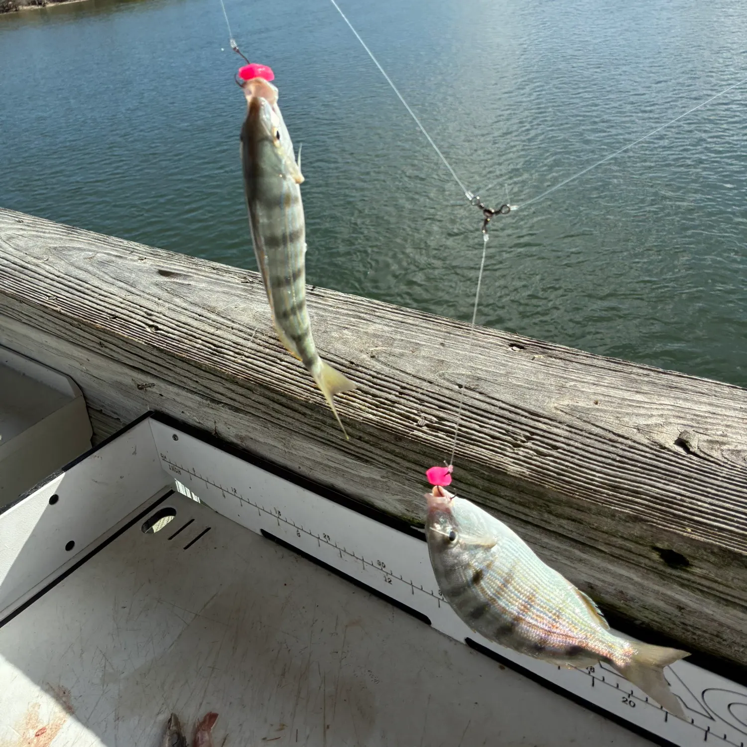 recently logged catches