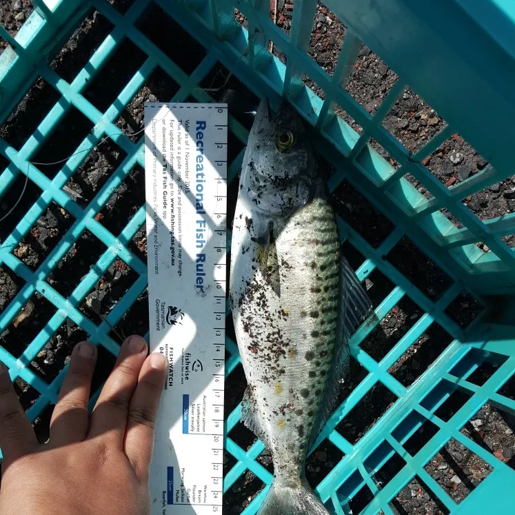 Eastern Australian salmon caught on Fishbrain