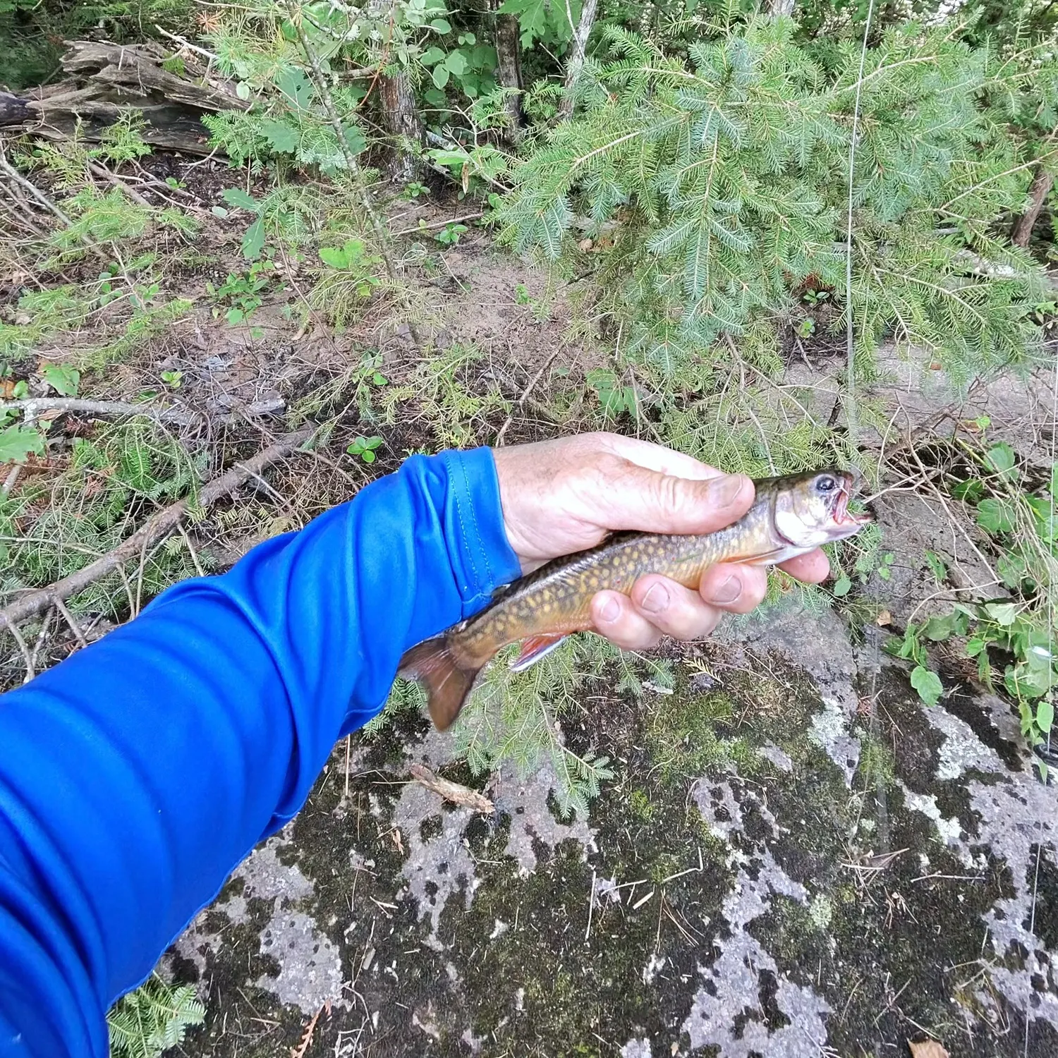 Brook trout caught on Fishbrain