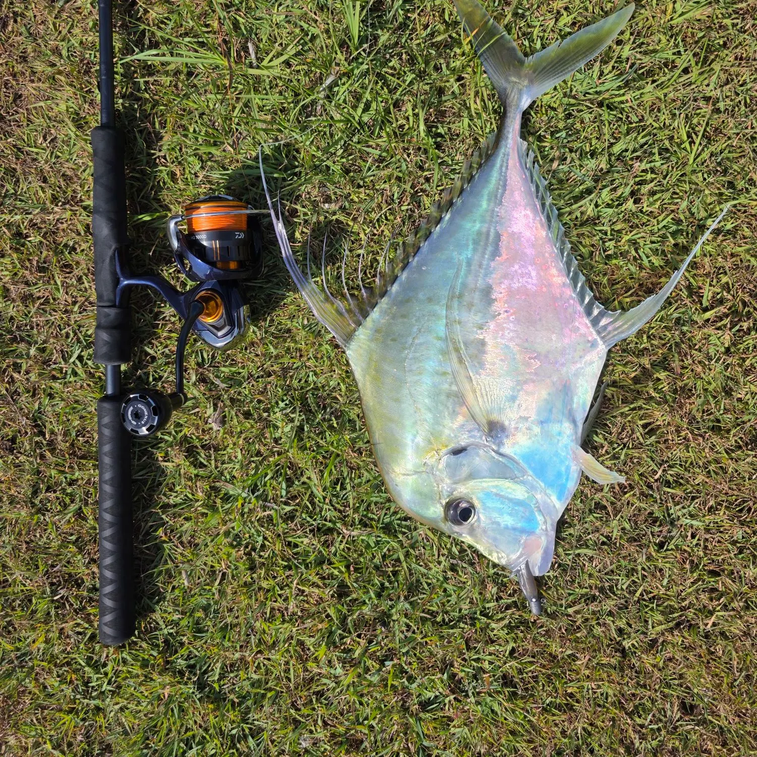 The most recent Indian threadfish catches on Fishbrain