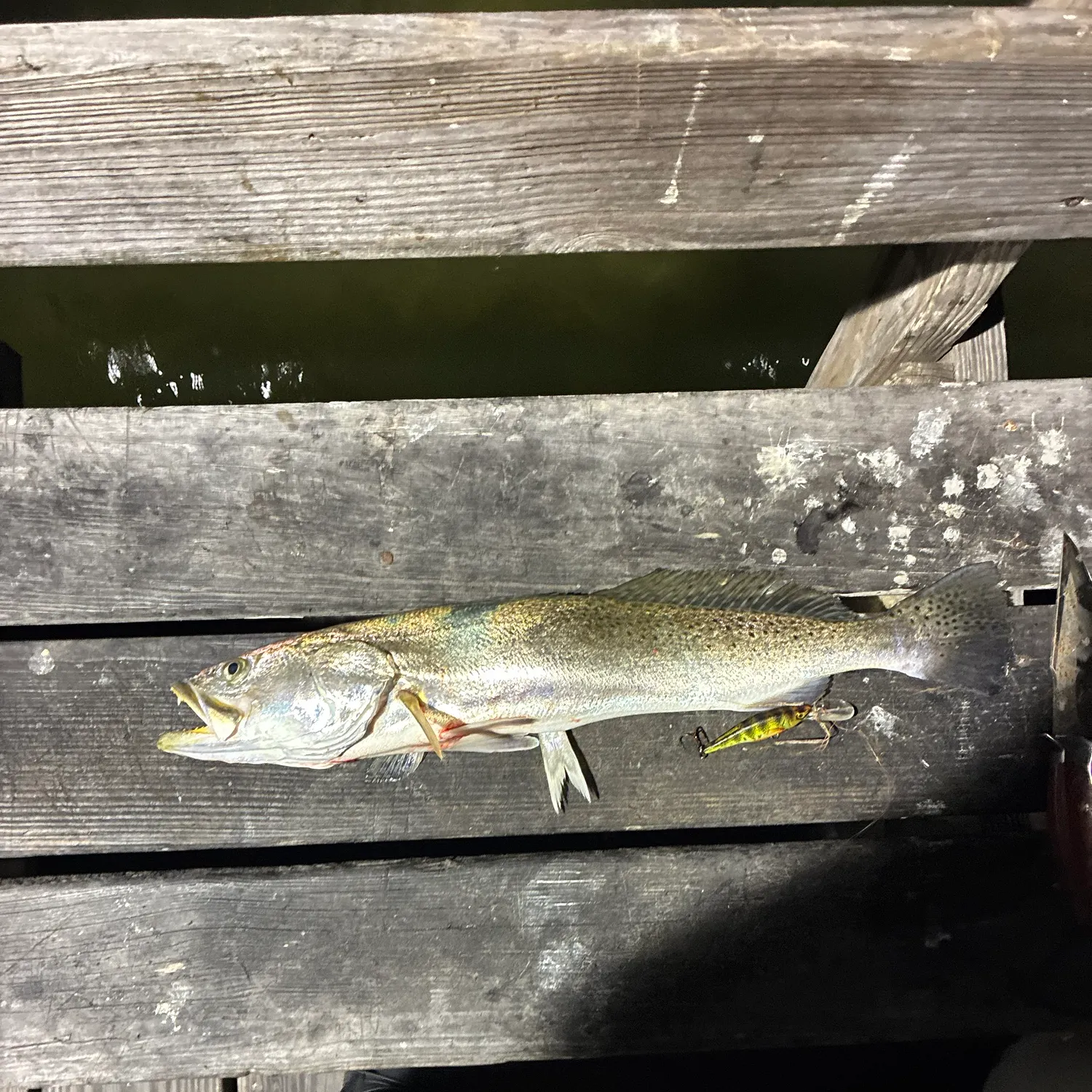 Spotted seatrout caught on Fishbrain