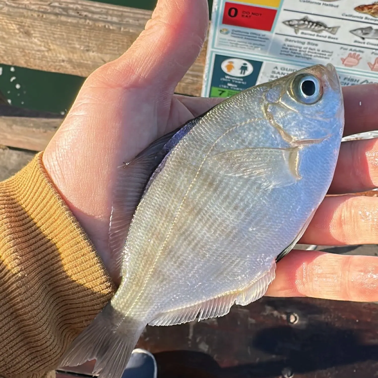 The most popular recent White seaperch catch on Fishbrain