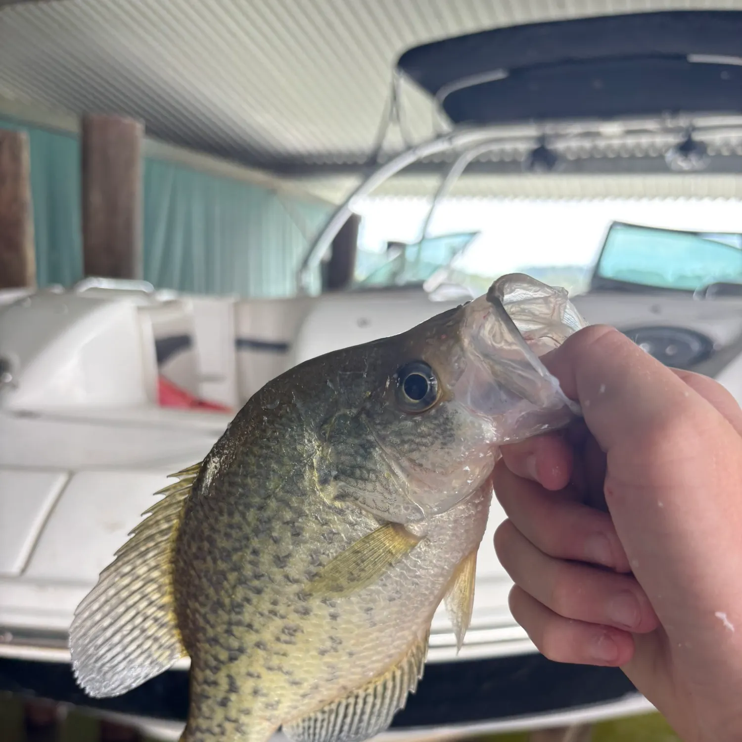 White crappie caught on Fishbrain