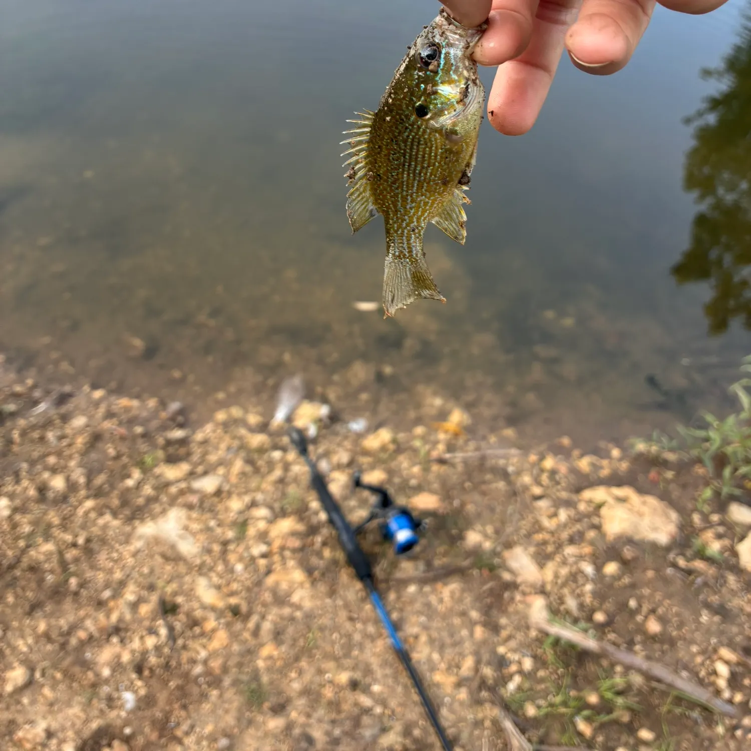 Green sunfish caught on Fishbrain