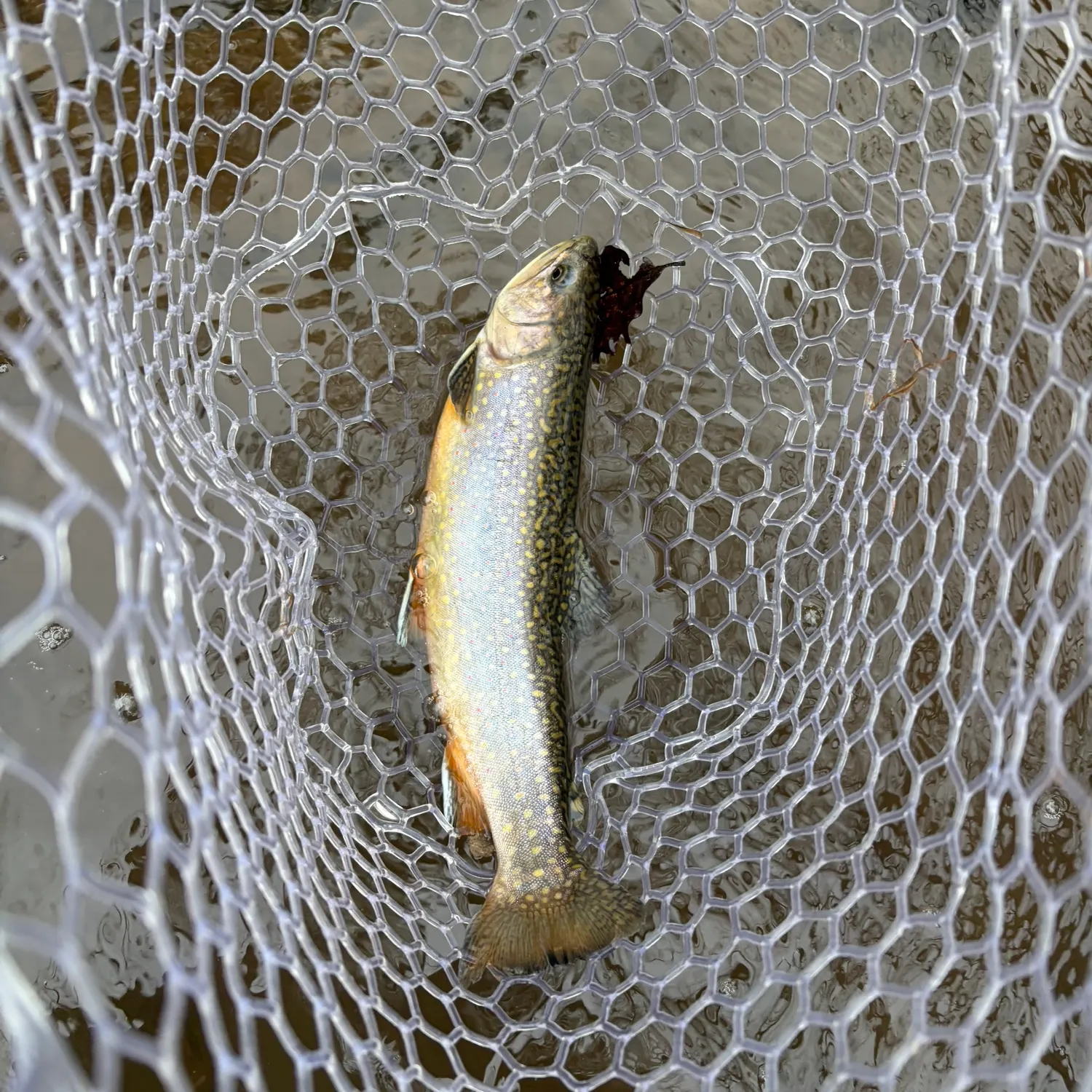 The most recent Brook trout catches on Fishbrain
